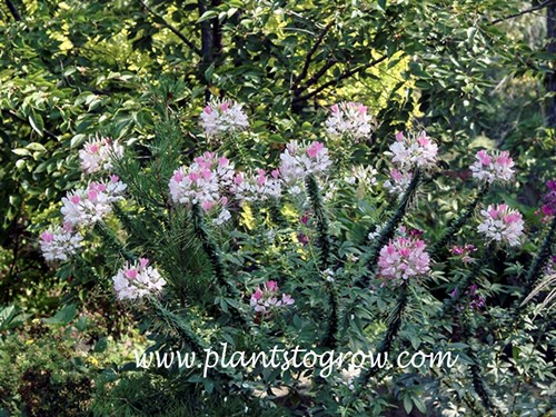 Spider Flower (Cleome hassleriana)